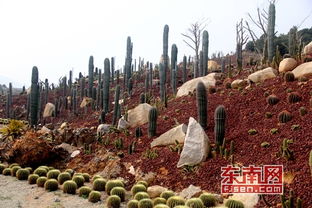 農(nóng)業(yè)遇上智慧氣象 互聯(lián)網(wǎng)助力鄉(xiāng)村振興與園藝服務(wù)升級(jí)
