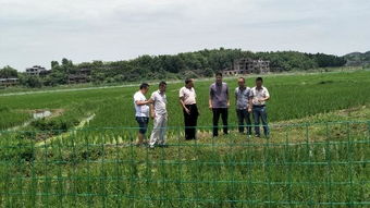 萬(wàn)名農(nóng)業(yè)科技人員服務(wù)現(xiàn)代農(nóng)業(yè)，省級(jí)專(zhuān)家深入邵東助力農(nóng)業(yè)園藝發(fā)展
