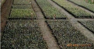 優(yōu)質(zhì)二年生高叢藍(lán)莓營(yíng)養(yǎng)缽苗供應(yīng)商 大連大譚瑞鳳園藝苗木專(zhuān)業(yè)合作社