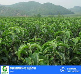梨樹(shù)苗選購(gòu)指南 開(kāi)封超順苗木的農(nóng)業(yè)園藝服務(wù)解析