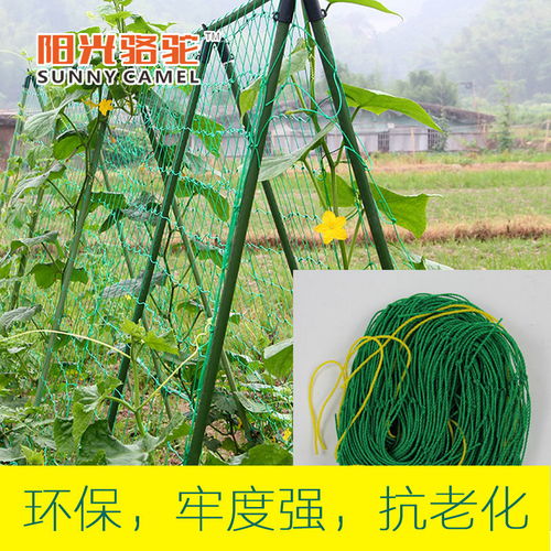葡萄爬藤網(wǎng)與園藝支架 農(nóng)業(yè)園藝服務(wù)的專(zhuān)業(yè)選擇