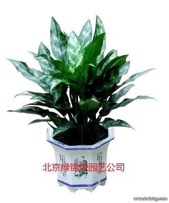 北京農(nóng)業(yè)園藝服務(wù) 花卉銷售、綠植租賃與鮮花批發(fā)全解析