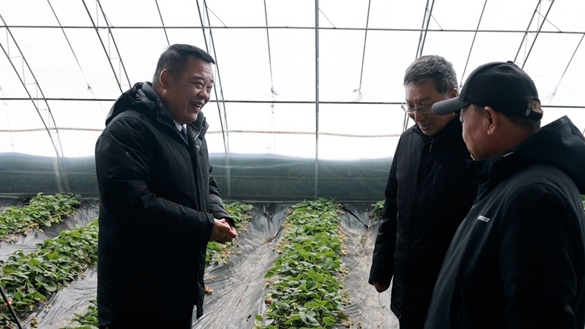 冬閑變農忙，服務暖棚間 公主嶺農技人員為現代農業“把脈問診”