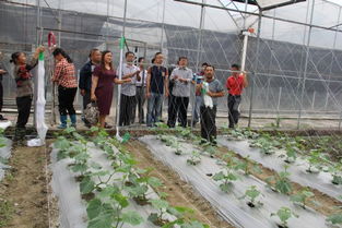 科技興農(nóng)新篇章 四川農(nóng)業(yè)科學(xué)院園藝所蔬菜水肥一體化技術(shù)現(xiàn)場(chǎng)觀摩會(huì)在新都基地成功舉辦